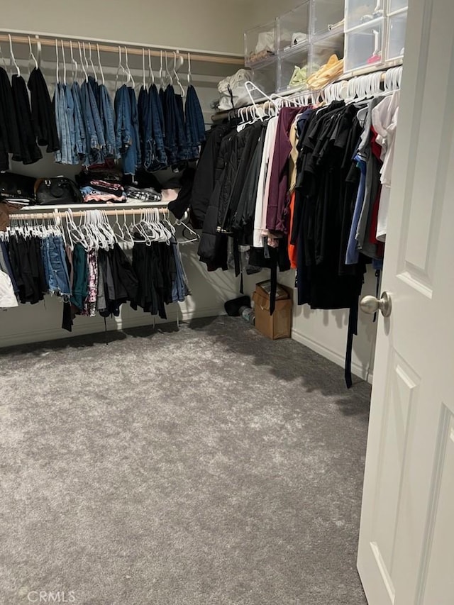 walk in closet with carpet floors