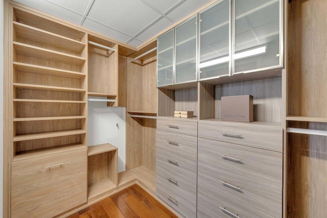 walk in closet with a paneled ceiling and wood-type flooring