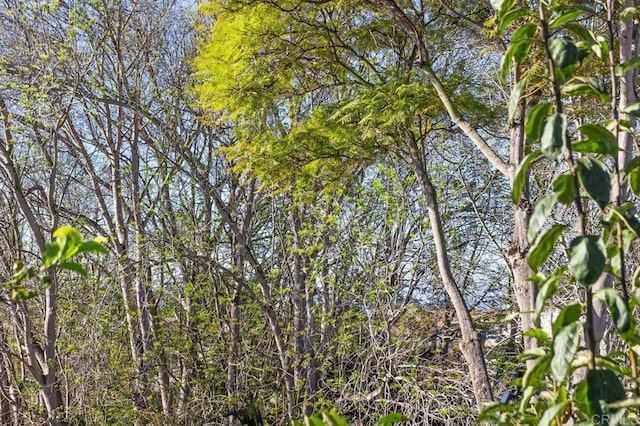 view of local wilderness