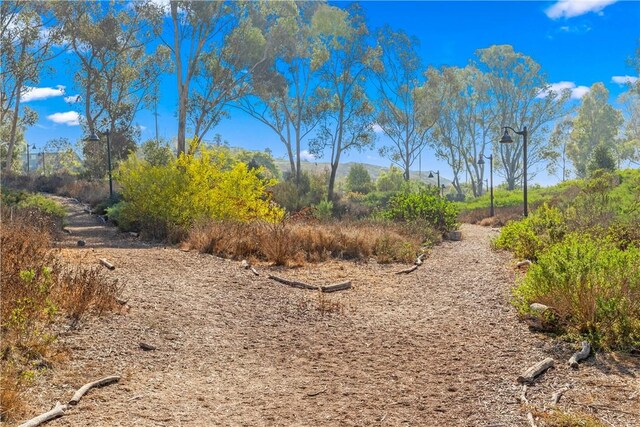 view of local wilderness