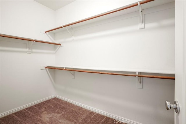 spacious closet featuring carpet floors