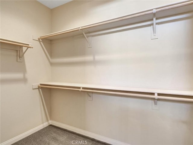 walk in closet featuring carpet floors