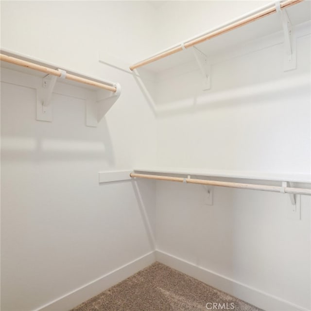 spacious closet featuring carpet