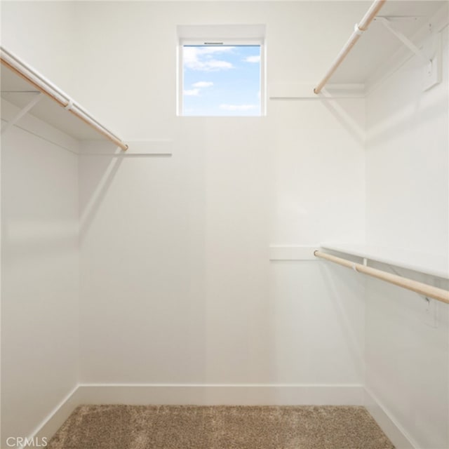 spacious closet featuring carpet floors