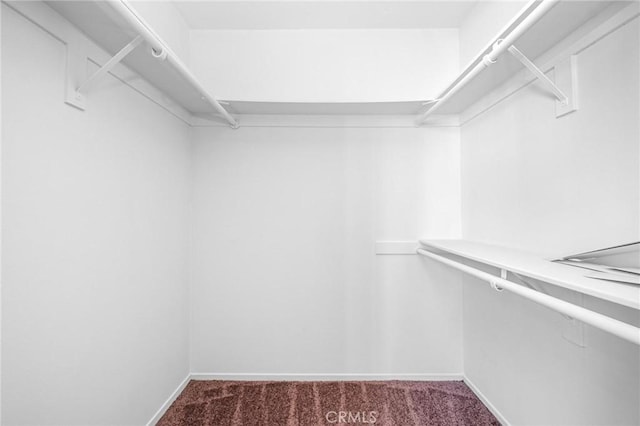 walk in closet with carpet floors