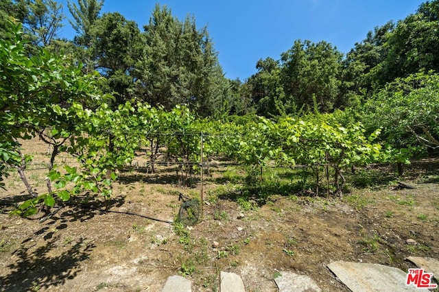 view of local wilderness