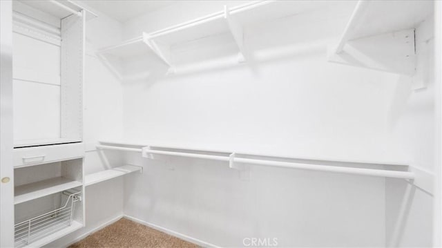 spacious closet with carpet