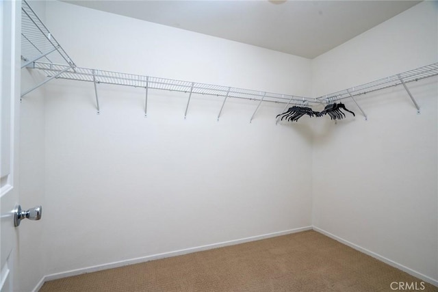 spacious closet featuring carpet flooring