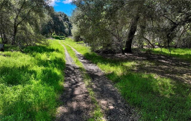 view of local wilderness