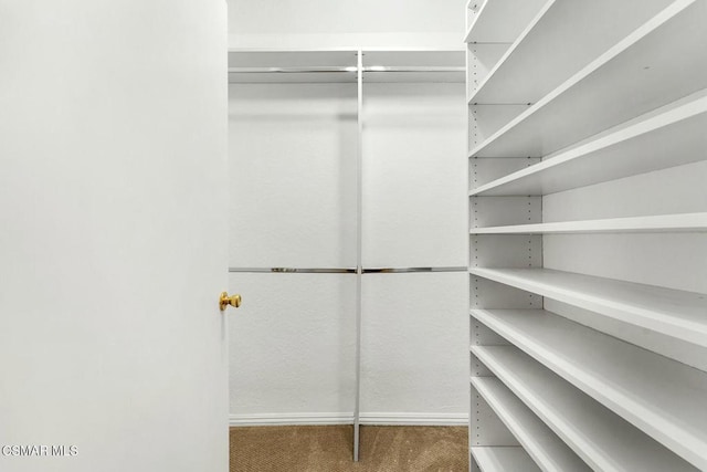 spacious closet featuring carpet flooring