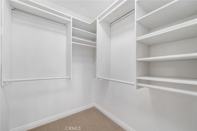 walk in closet featuring carpet floors