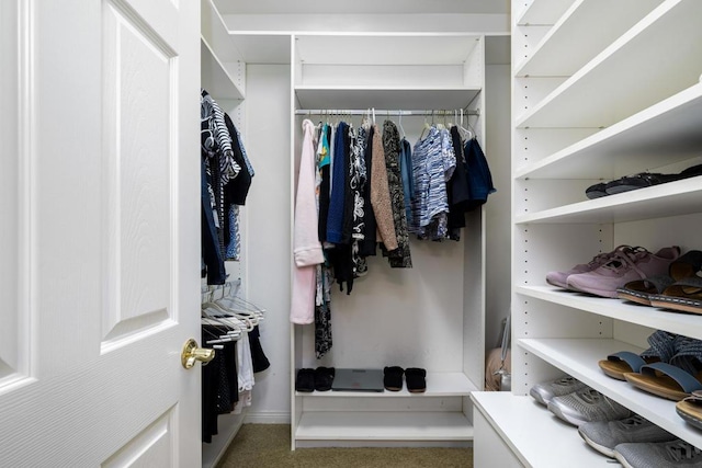 spacious closet featuring carpet