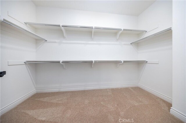 walk in closet with carpet floors