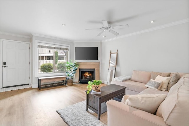 living room featuring ornamental molding, ceiling fan, and light wood-type flooring