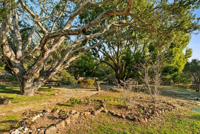 view of local wilderness