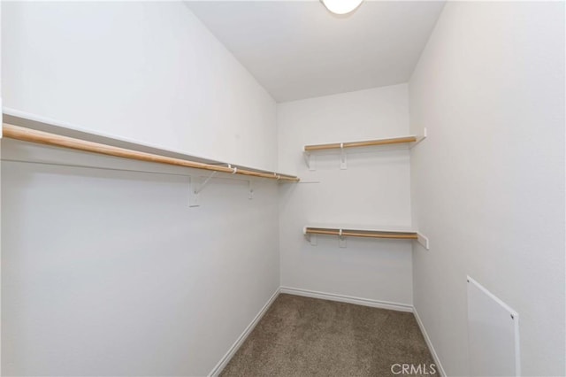 walk in closet featuring carpet floors