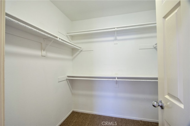 walk in closet featuring carpet floors