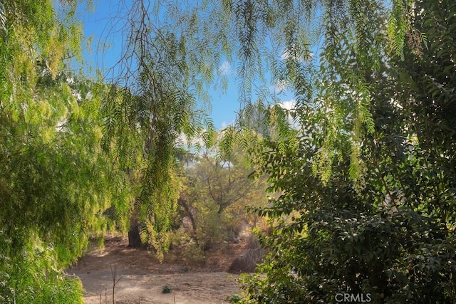 view of local wilderness