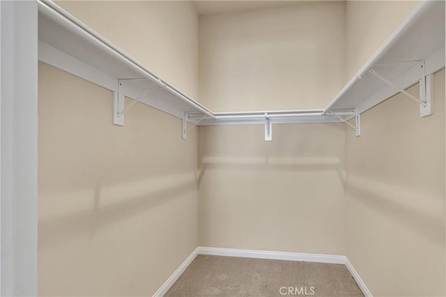 walk in closet featuring carpet floors