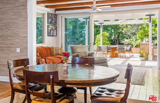 dining space featuring ceiling fan, light hardwood / wood-style floors, beam ceiling, and plenty of natural light