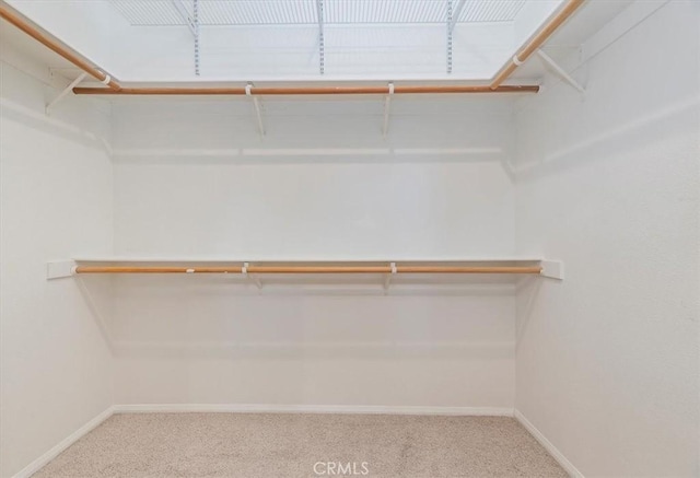 walk in closet featuring carpet floors