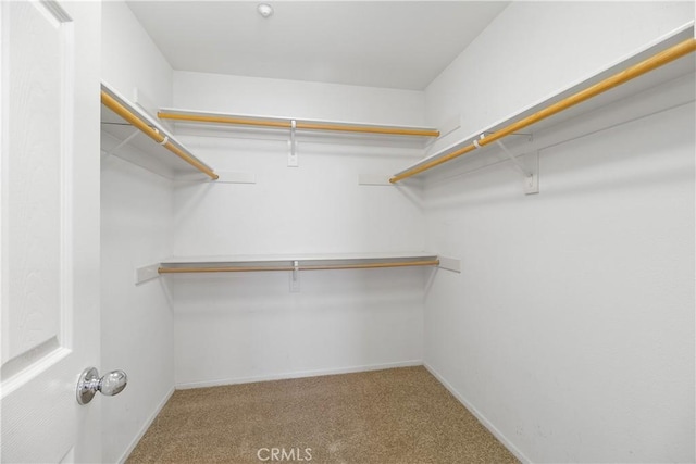 spacious closet with carpet floors