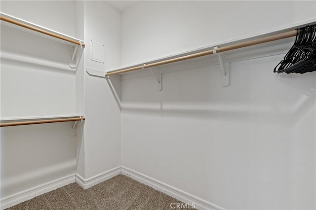 spacious closet featuring carpet flooring