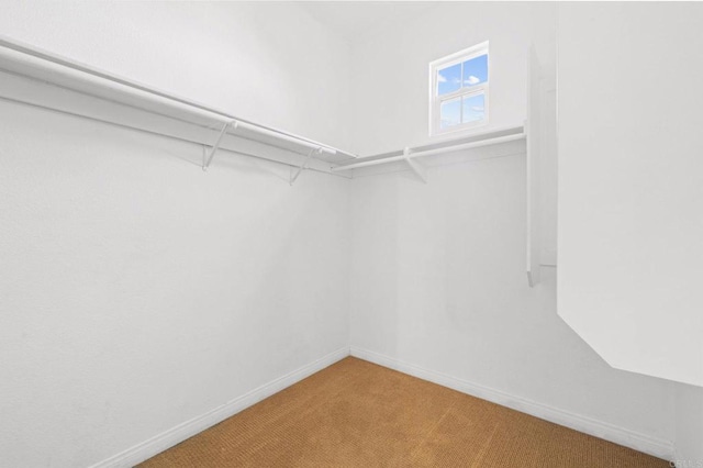 walk in closet featuring carpet flooring