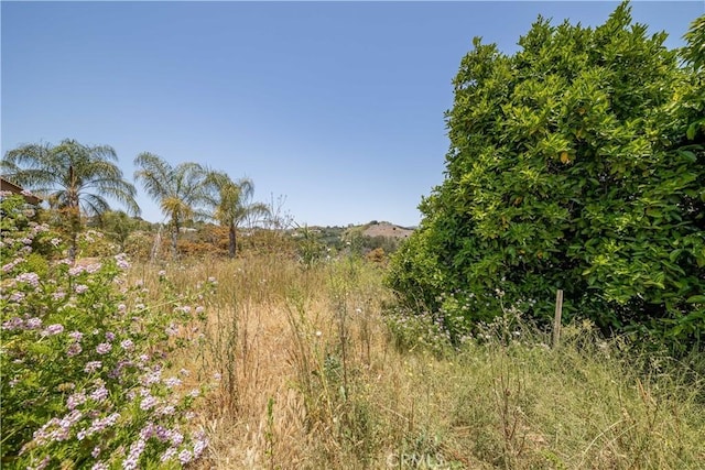 view of local wilderness