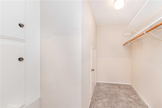 spacious closet featuring carpet flooring