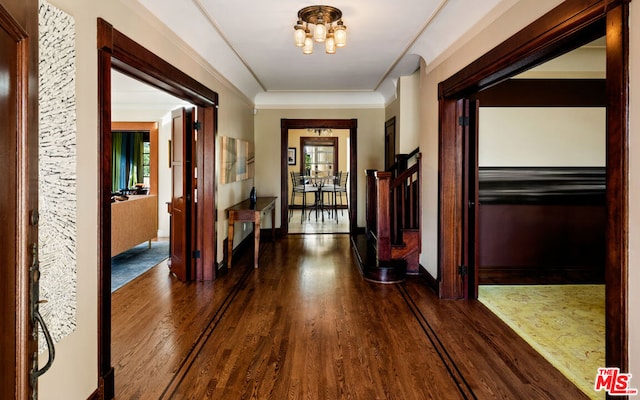 hallway featuring dark wood-type flooring, crown molding, and a notable chandelier