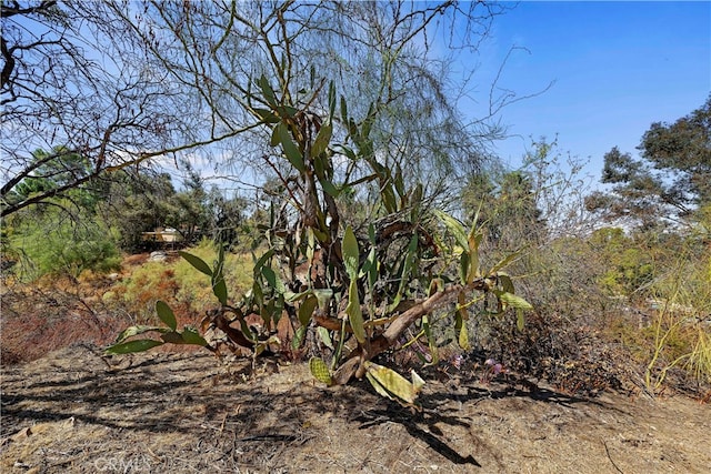 view of local wilderness