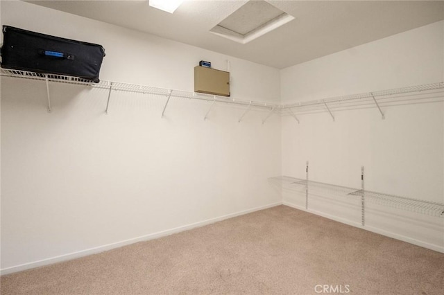 spacious closet featuring carpet