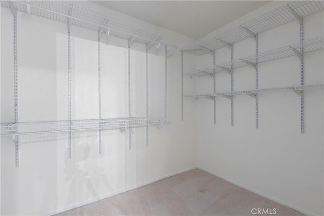 walk in closet featuring carpet flooring