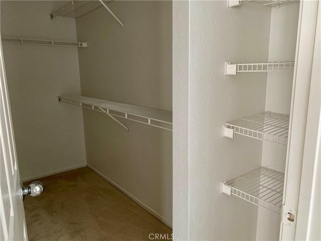 walk in closet with carpet floors