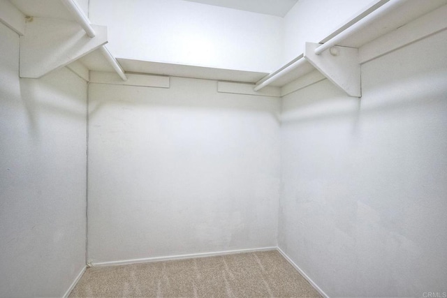 walk in closet with light colored carpet