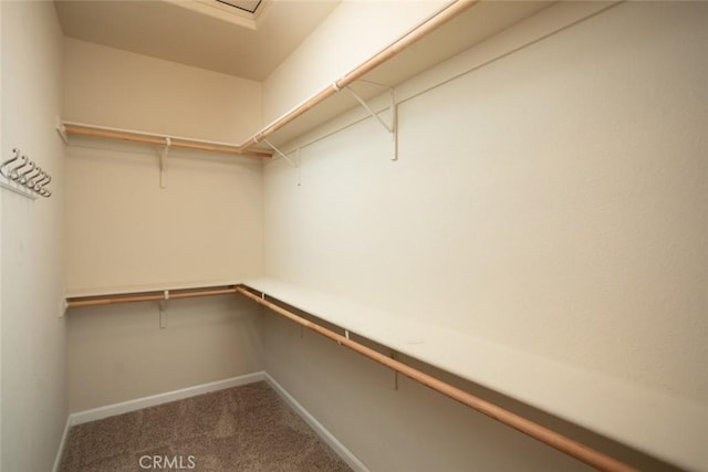 walk in closet featuring carpet flooring