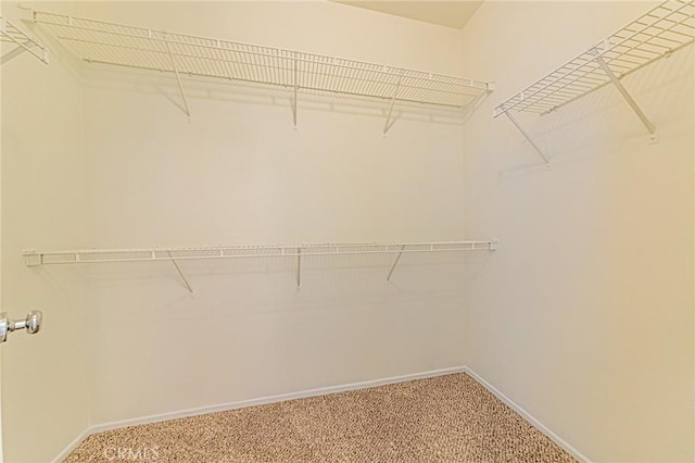 spacious closet featuring carpet floors