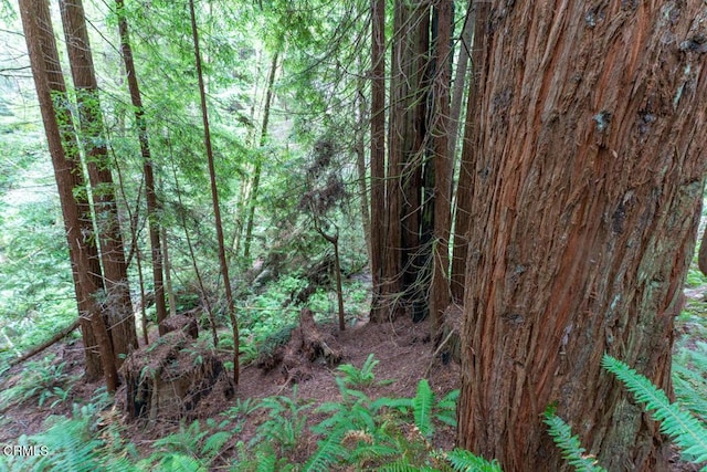 view of local wilderness