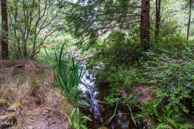 view of local wilderness