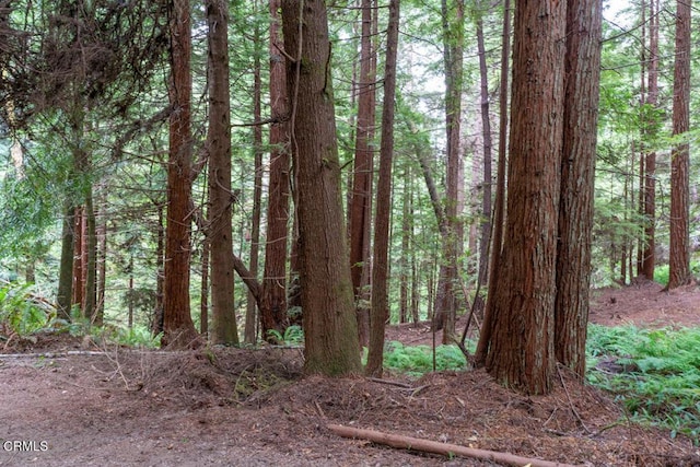 view of local wilderness with a wooded view