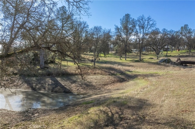 view of local wilderness