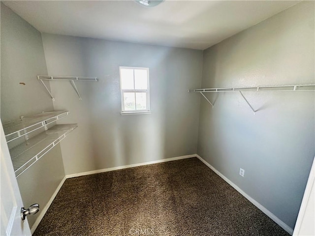 walk in closet with carpet floors