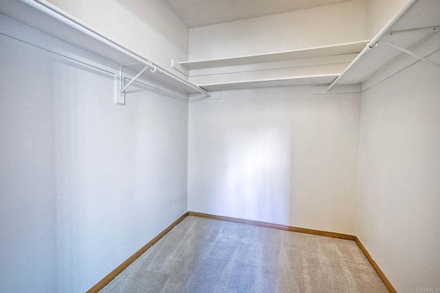 walk in closet featuring carpet flooring