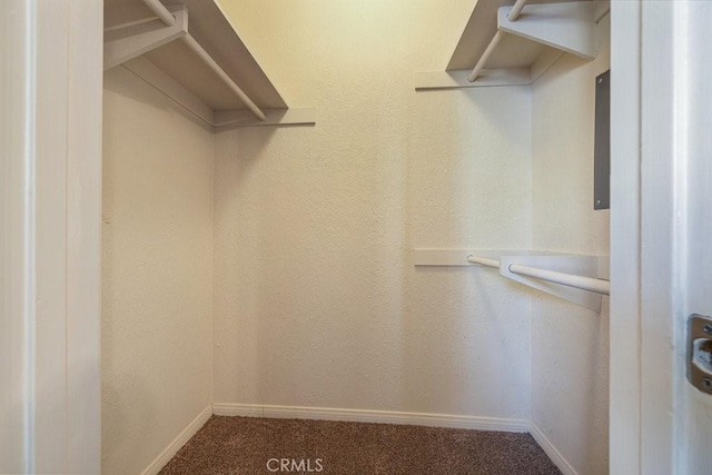 walk in closet featuring carpet flooring