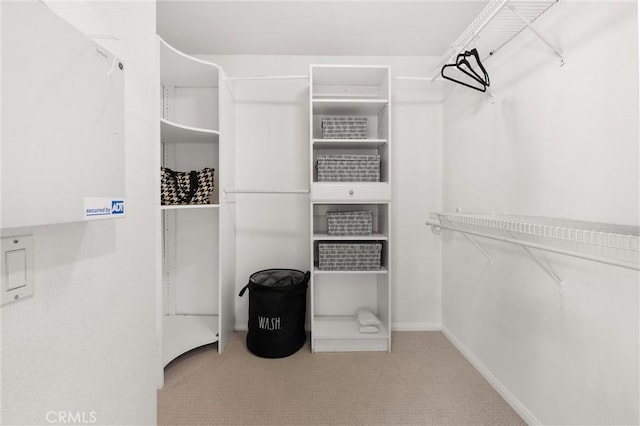 spacious closet featuring carpet