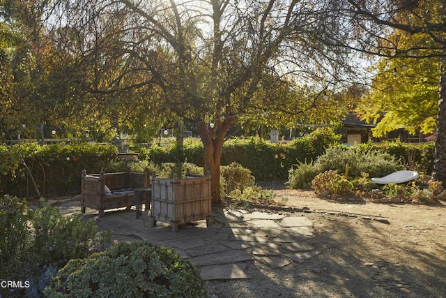 view of yard featuring a patio