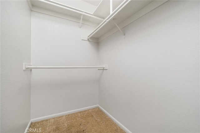 spacious closet featuring carpet