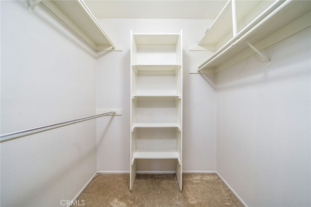 spacious closet featuring carpet