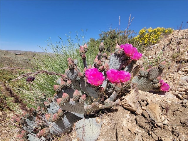 56335 Eagles Nest Rd, Yucca Valley, CA 92284